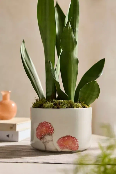 Terrain Italian Earthenware Mushroom Cylinder Planter In White