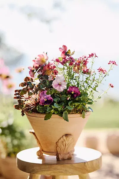 Terrain Leaf Footed Galestro Pot In Multi