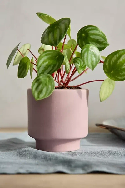 Terrain Level Ceramic Planter