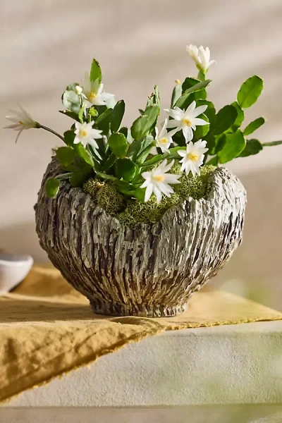Terrain Lichen Earthenware Bowl Planter