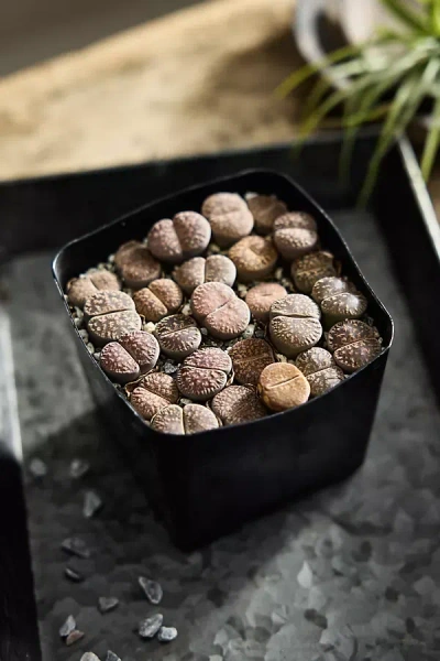 Terrain Lithops Plants In Black