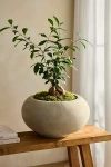 Terrain Low Shoulder Terracotta Planter