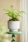 Terrain Lua Earthenware Planter In White