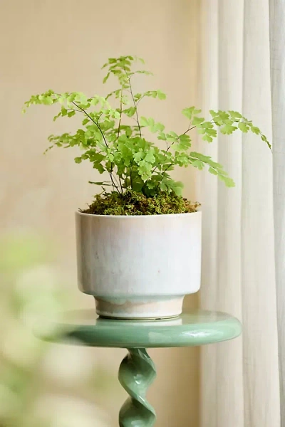 Terrain Lua Earthenware Planter In White