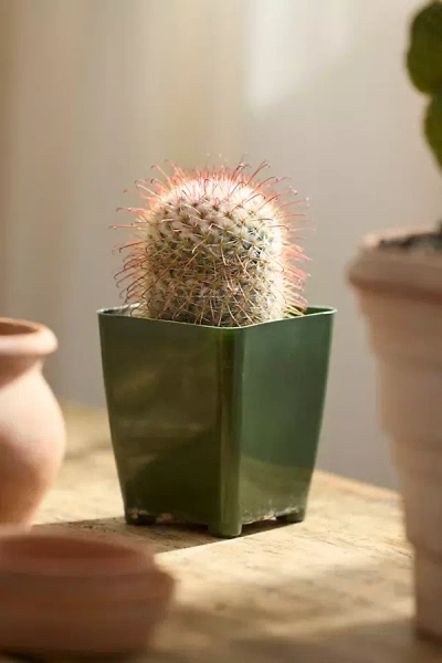Terrain Mammillaria Bombycina Cactus Plant In Green