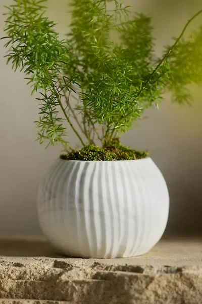Terrain Marbled Glass Sphere Planter