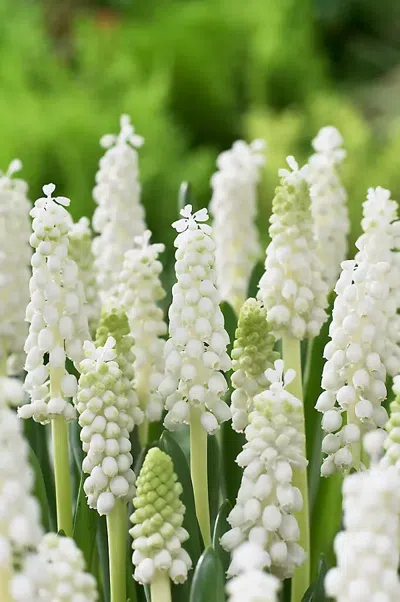 Terrain Muscari 'album' Bulbs In Multicolor
