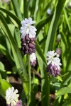 Terrain Muscari ‘grape Ice' Bulbs