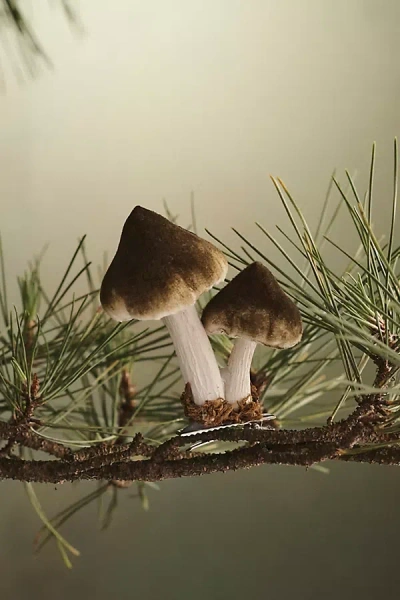 Terrain Mushroom Velvet Clip Ornament In Brown