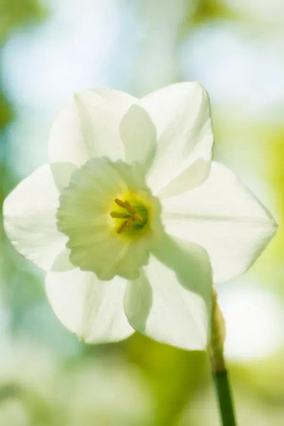 Terrain Narcissus ‘falmouth Bay' Bulbs