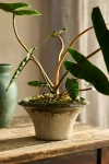 Terrain Natalia Terracotta Planter In Green