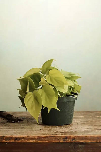 Terrain Neon Philodendron In Green