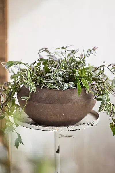 Terrain Olympia Terracotta Bowl Planter In Brown