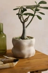 Terrain Organic Cylinder Stoneware Planter