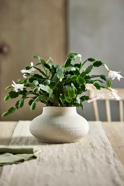 Terrain Organic Jar Stoneware Planter