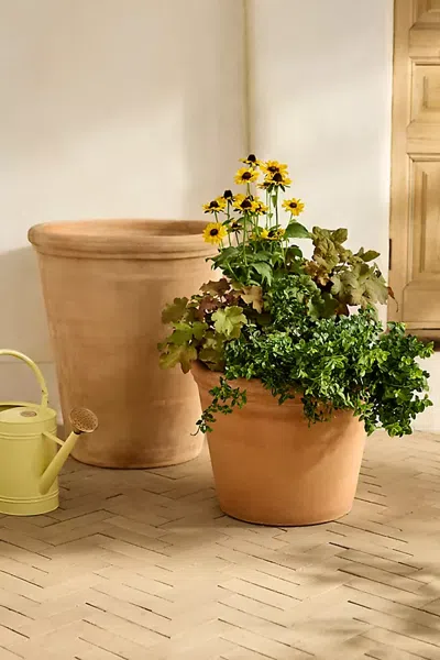 Terrain Outdoor Bergs Flora Terracotta Pot, Rose In Multi