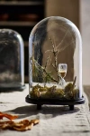 Terrain Oval Cloche With Distressed Wood Base