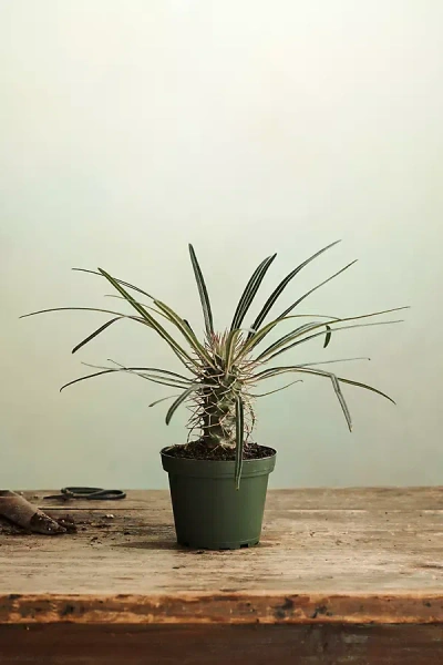 Terrain Pachypodium Palm In Green