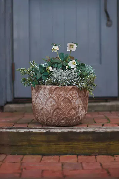 Terrain Paloma Ceramic Bowl Planter In Brown