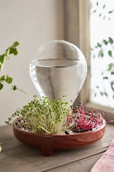 Terrain Patella Crescenda Microgreen Sprouting Kit In Multi