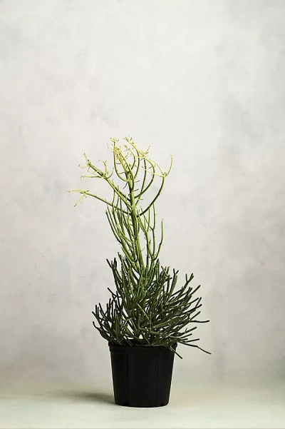 Terrain Pencil Cactus, 10" In Multi