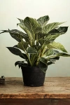Terrain Philodendron Birkin