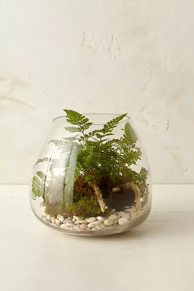 Terrain Polished Drop Terrarium In Clear