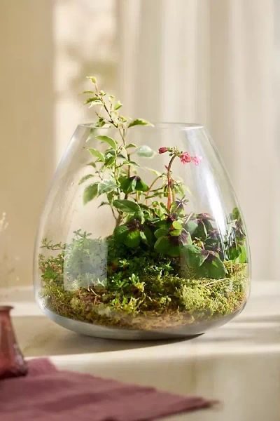 Terrain Polished Drop Terrarium, Large In Transparent