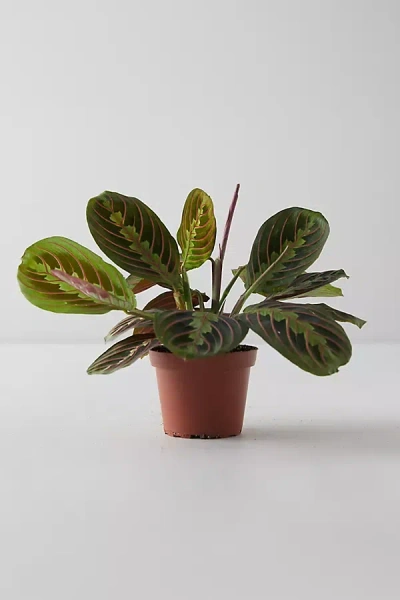 Terrain Prayer Plant In Green