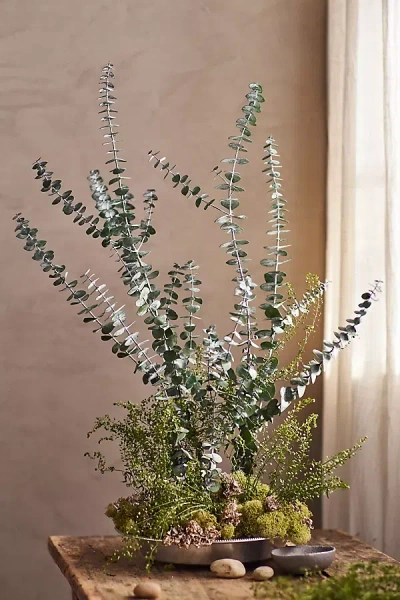Terrain Preserved Baby Blue Eucalyptus Bunch In Green