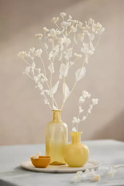 Terrain Preserved Bleached Bupleurum Bunch In Yellow