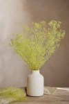 Terrain Preserved Gypsophila Bunch