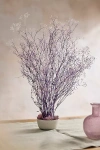 Terrain Preserved Gypsophila Bunch