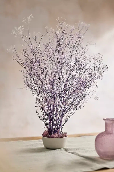 Terrain Preserved Gypsophila Bunch