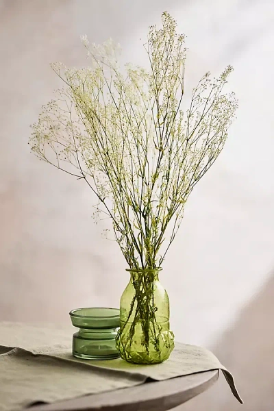 Terrain Preserved Gypsophila Bunch