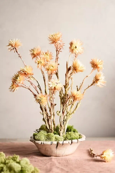 Terrain Preserved Helichrysum Bunch In Yellow