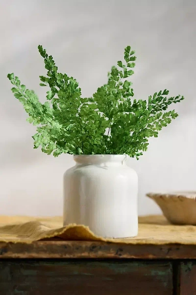 Terrain Preserved Maidenhair Fern Bunch