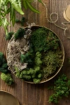 Terrain Preserved Mood Moss, Set Of 6