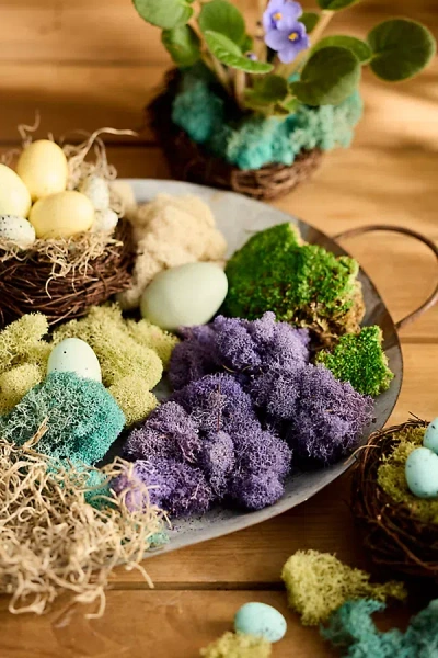 Terrain Preserved Moss Collection, Easter In Multi