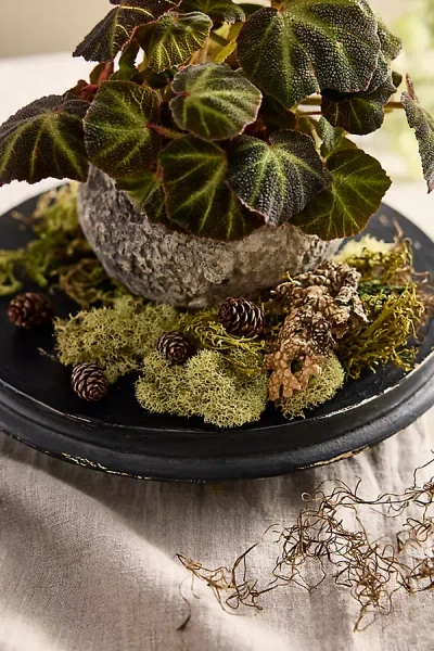 Terrain Preserved Moss Collection, Forest