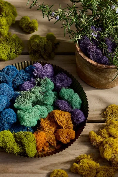 Terrain Preserved Moss Collection, Superbloom