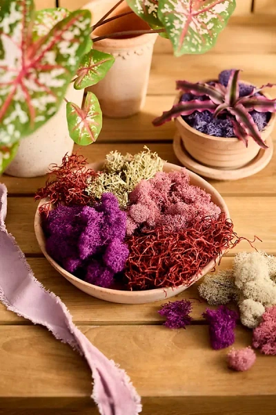 Terrain Preserved Moss Collection, Valentine's Day In Multi