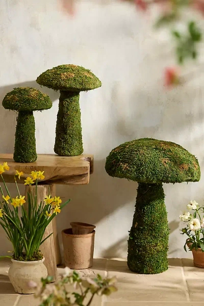 Terrain Preserved Moss Mushroom In Green