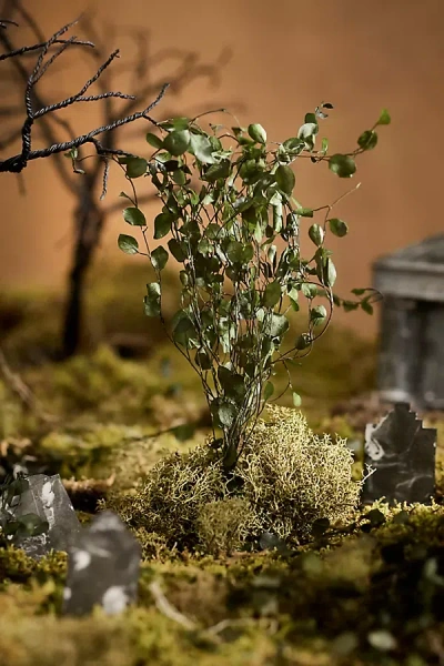 Terrain Preserved Muehlenbekia Bunch