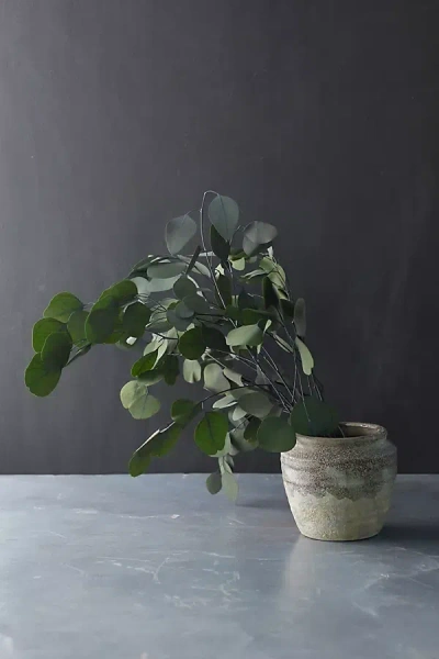 Terrain Preserved Populus Eucalyptus Bunch In Green