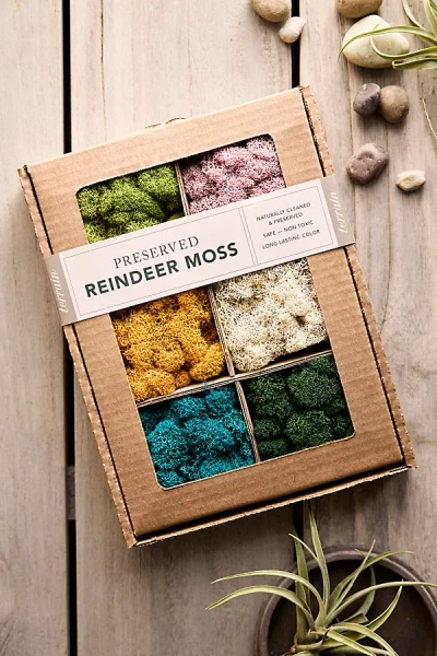 Terrain Preserved Reindeer Moss Collection In Multi