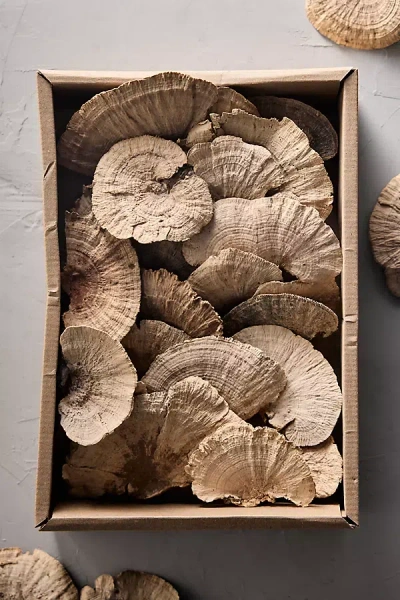 Terrain Preserved Shelf Mushrooms In Brown