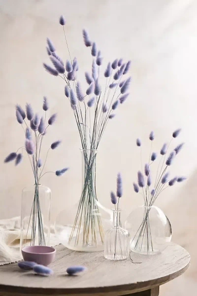 Terrain Preserved Two Tone Bunny Tails Bunch In Transparent