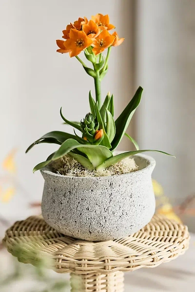 Terrain Pumice Pinched Rim Planter, Low