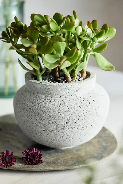 Terrain Pumice Round Jar Planter